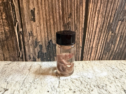 Pinky Mouse Wet Specimen Vial