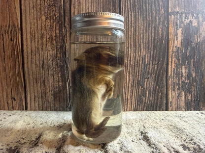Baby Wild Rabbit Wet Specimen (#1)