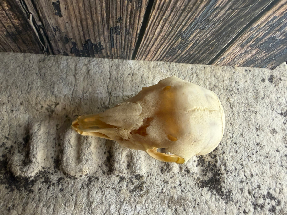Juvenile Goat Skull