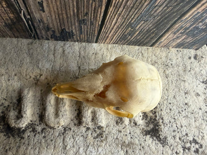 Juvenile Goat Skull