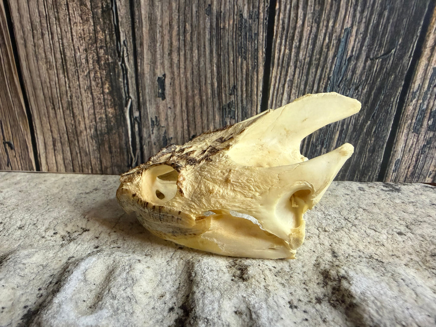 Snapping Turtle Skull (#2)