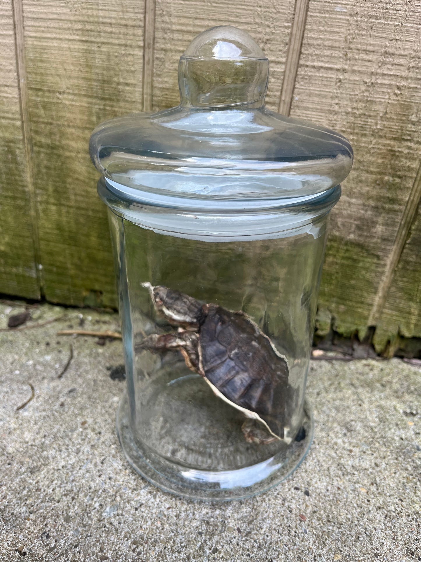 “Neglected” Mummified American Softshell Turtle