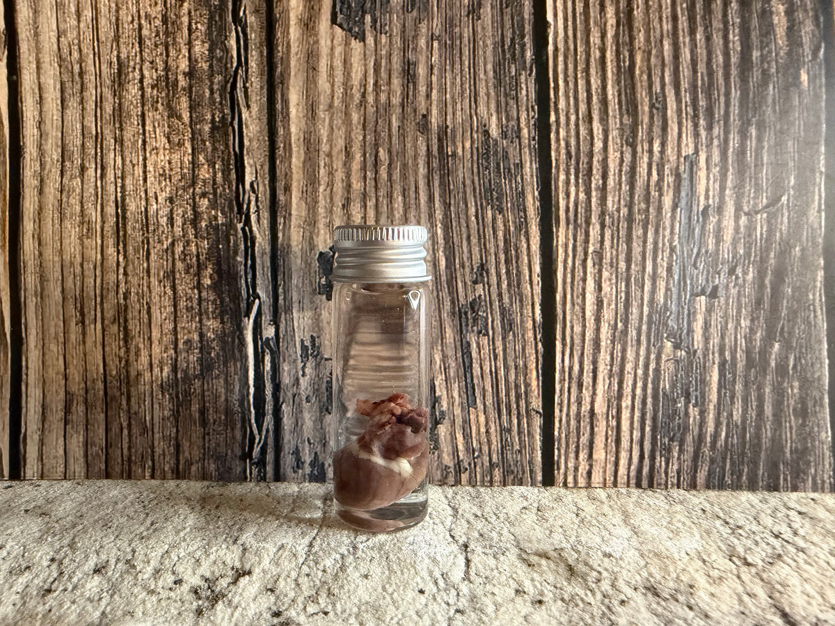 Squirrel Heart Wet Specimen