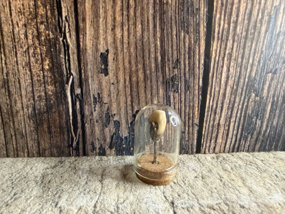 Human Tooth w/ Silver Filling Dome