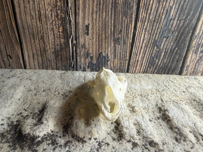 Tiny Virginia Opossum Skull