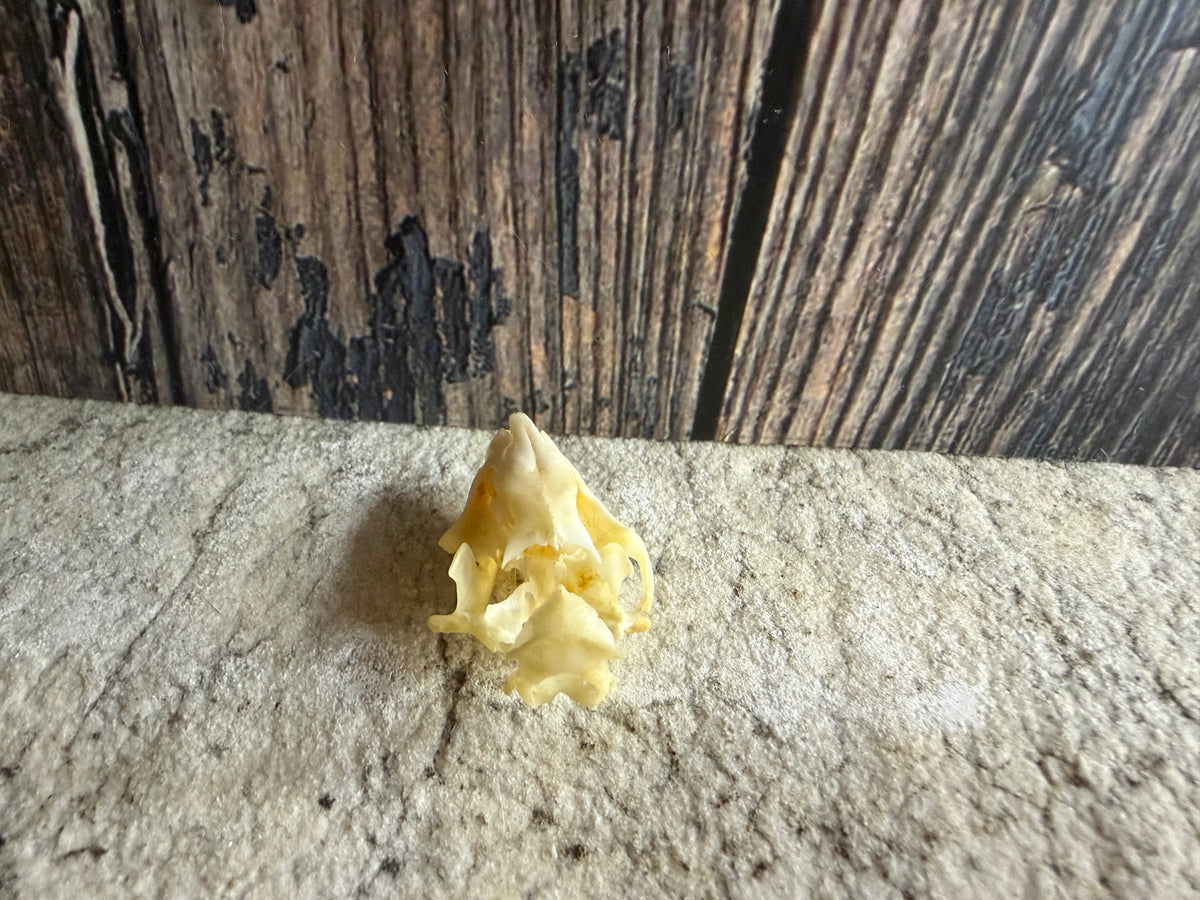 Partial Hedgehog Skull