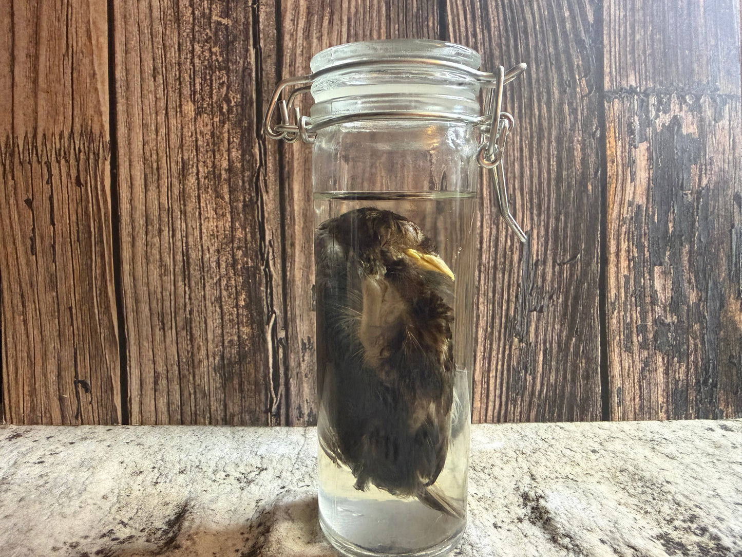 Fledgling House Sparrow Wet Specimen (#2)