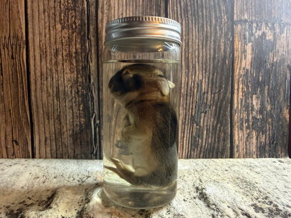 Baby Wild Rabbit Wet Specimen (#1)