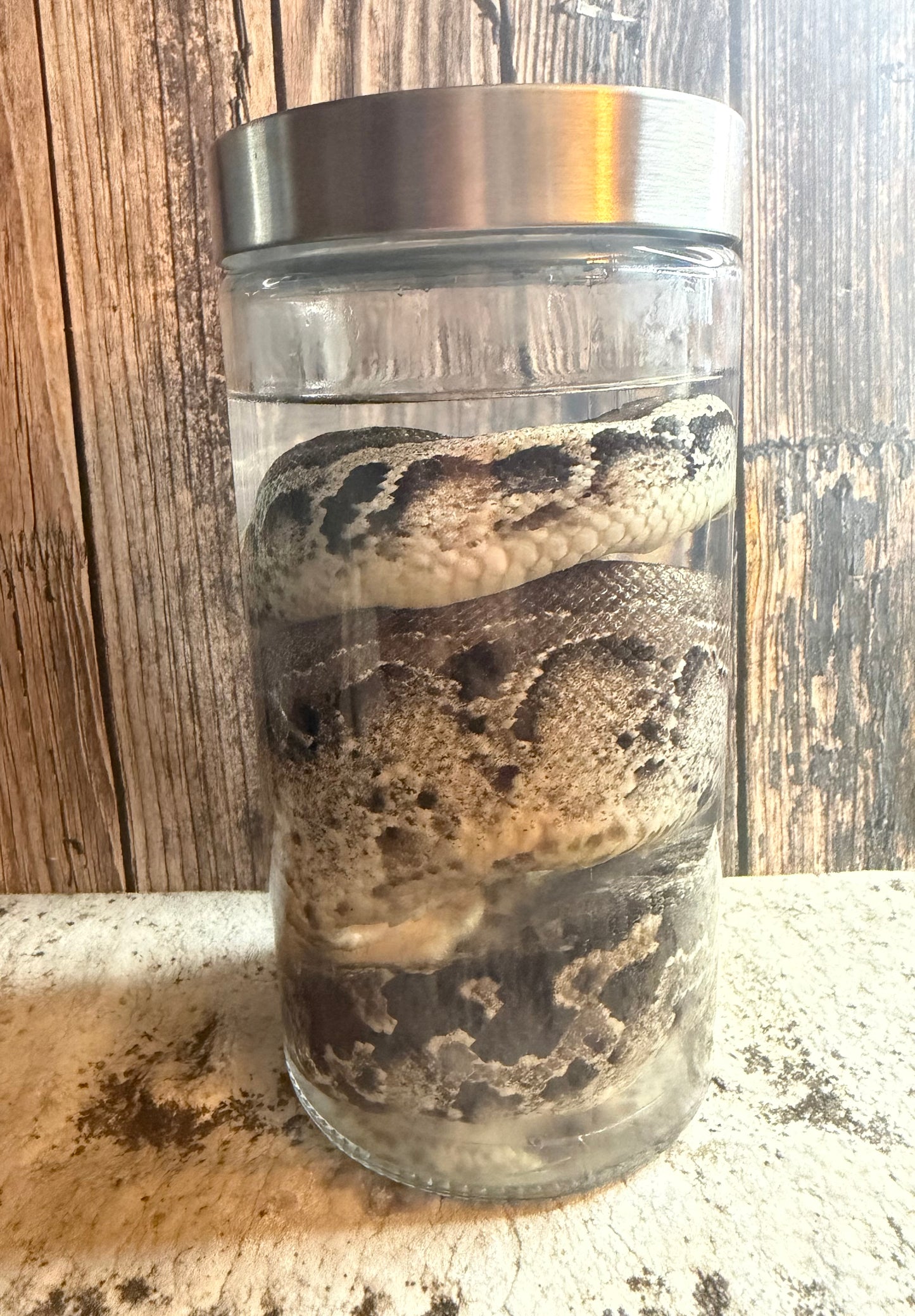Blood Python Wet Specimen