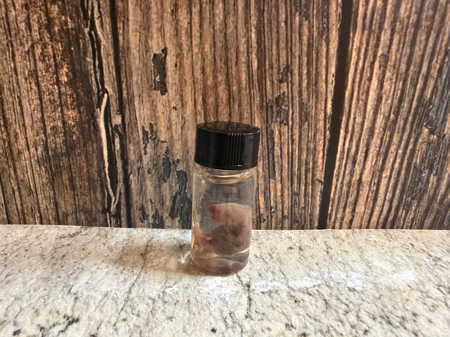 Pinky Mouse Wet Specimen Vial