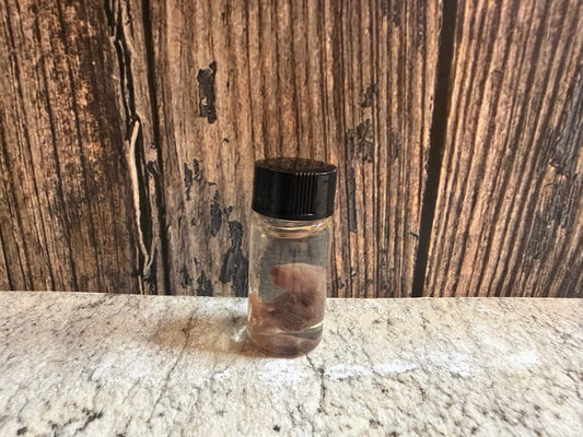 Pinky Mouse Wet Specimen Vial