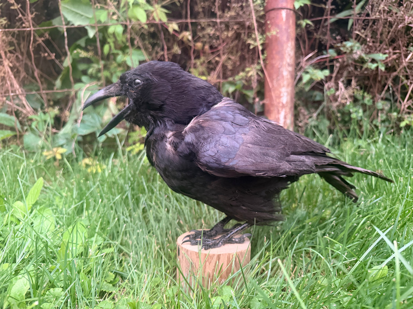 Carrion Crow Taxidermy Mount