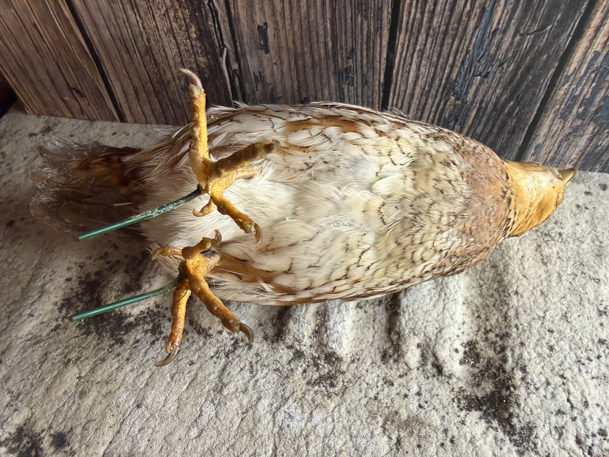 Female Bobwhite Quail Taxidermy (Unmounted)