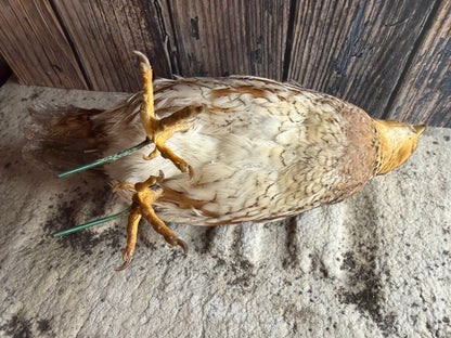 Female Bobwhite Quail Taxidermy (Unmounted)