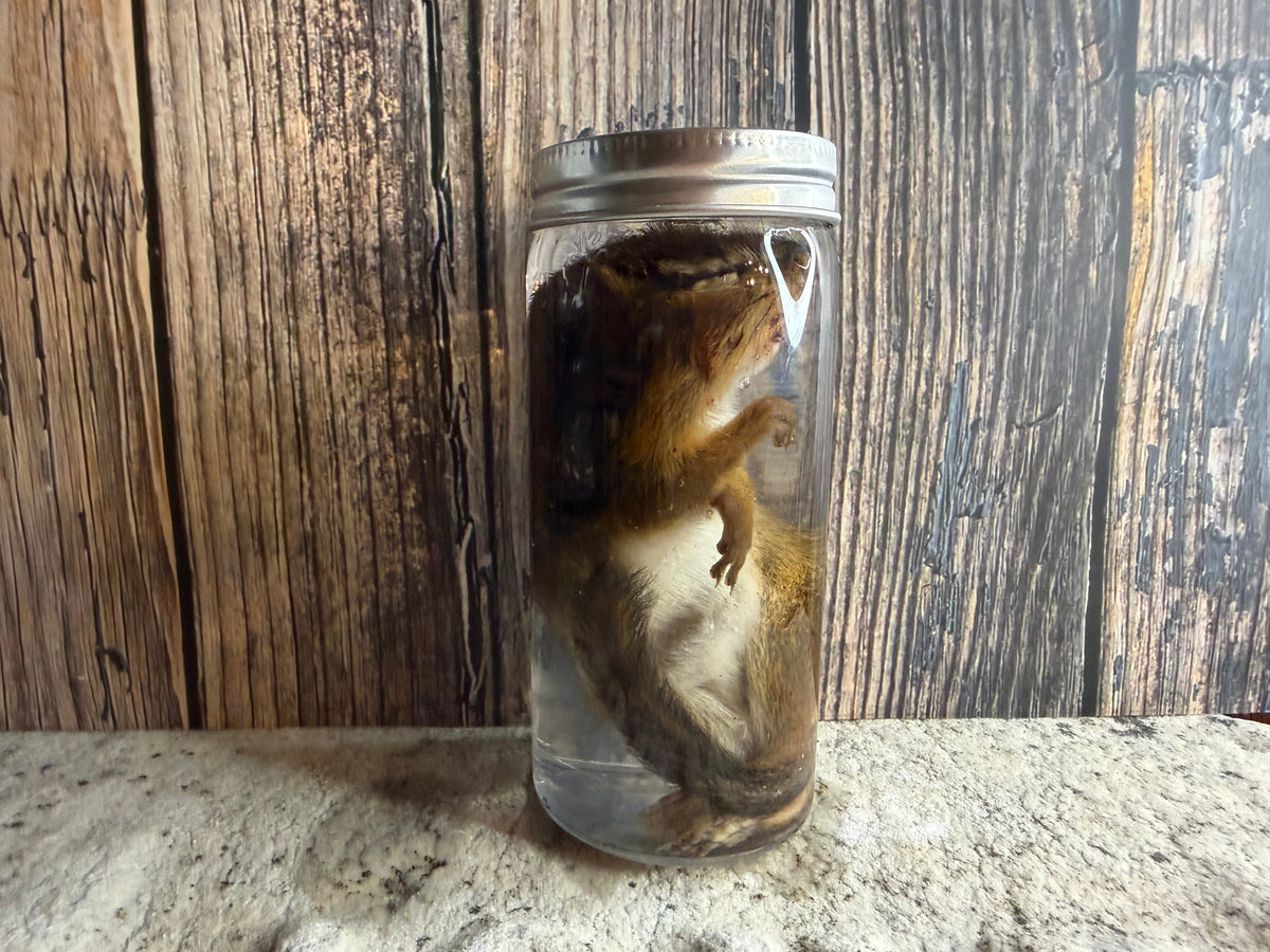 Chipmunk Wet Specimen