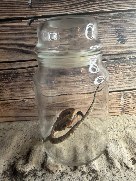 Dry Preserved Skink Lizard