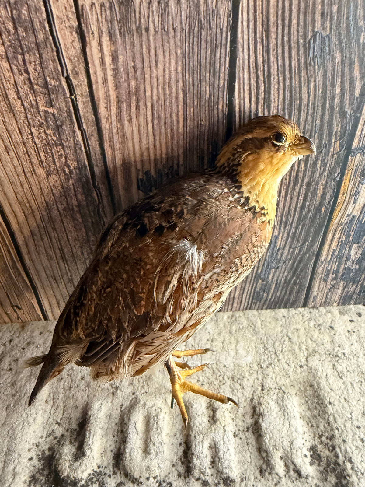 Female Bobwhite Quail Taxidermy (Unmounted)