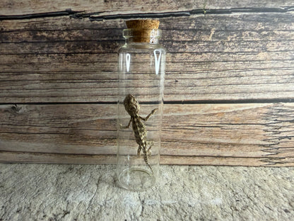 Dry Preserved Bearded Dragon