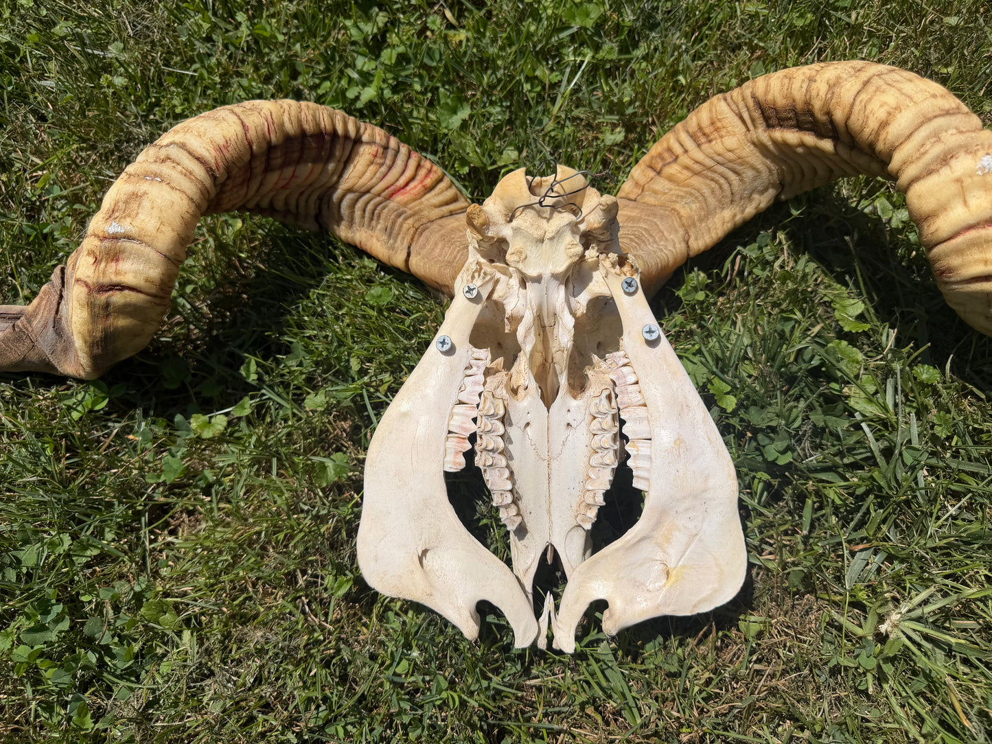 Massive Ram Skull
