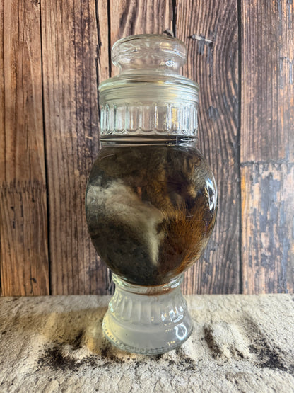 Juvenile Squirrel Wet Specimen