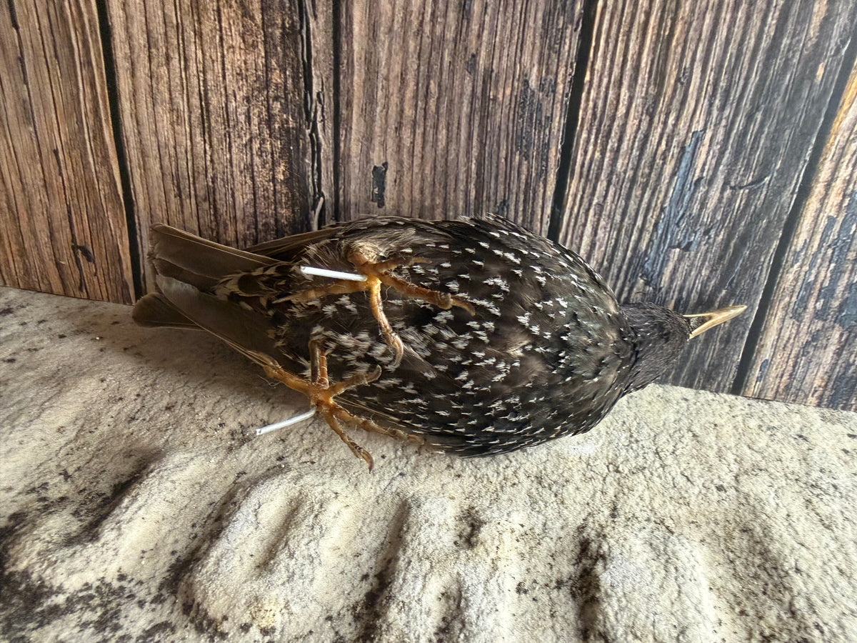 European Starling Taxidermy (Unmounted)