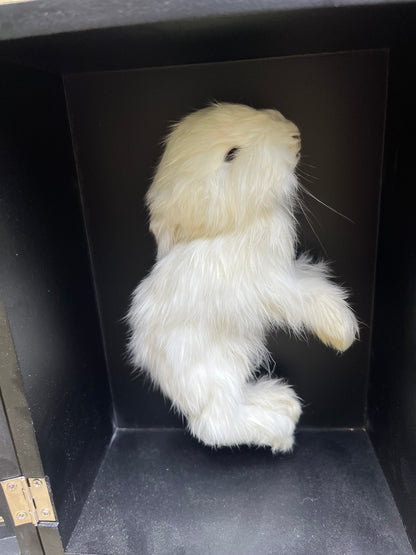 Reliquary Style Mummified Angora Bunny Display