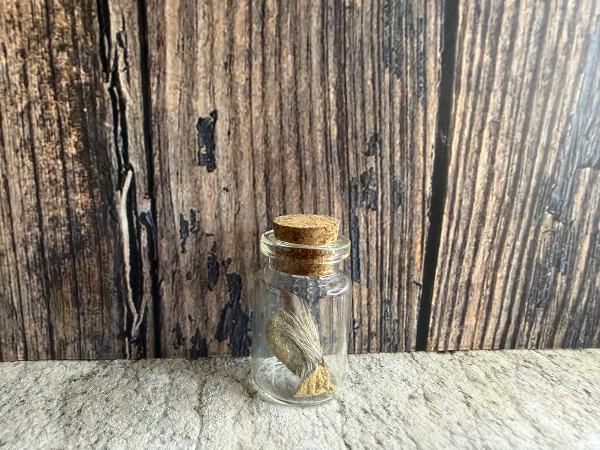 Taxidermy Raccoon Claw Curio Vial (Cork)