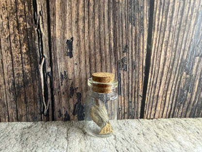 Taxidermy Raccoon Claw Curio Vial (Cork)