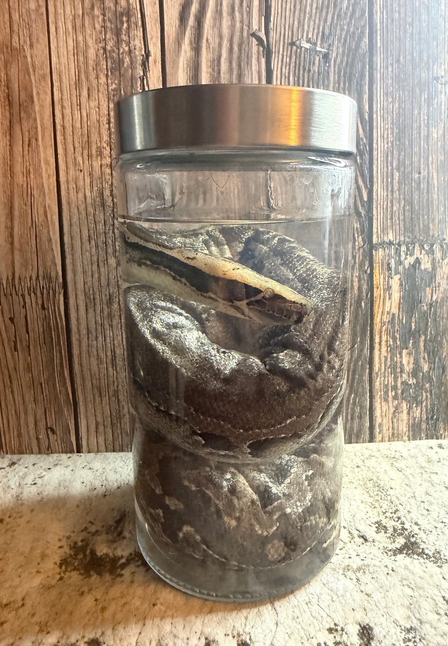 Blood Python Wet Specimen