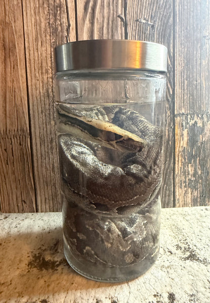 Blood Python Wet Specimen
