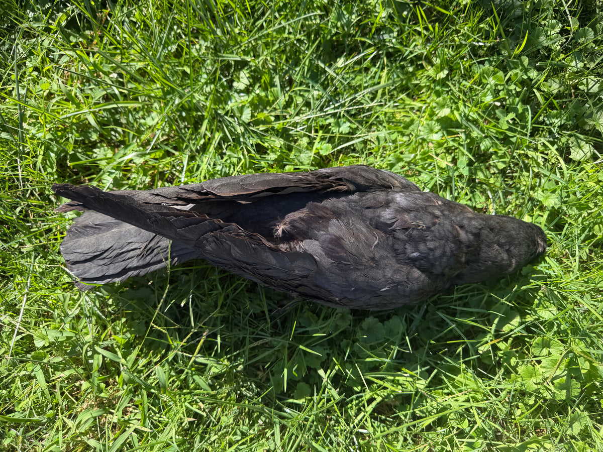 Carrion Crow Taxidermy (Unmounted)