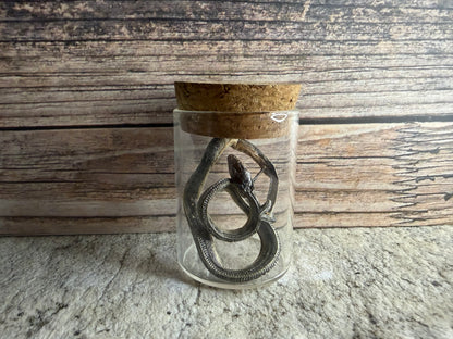 Dry Preserved Snake