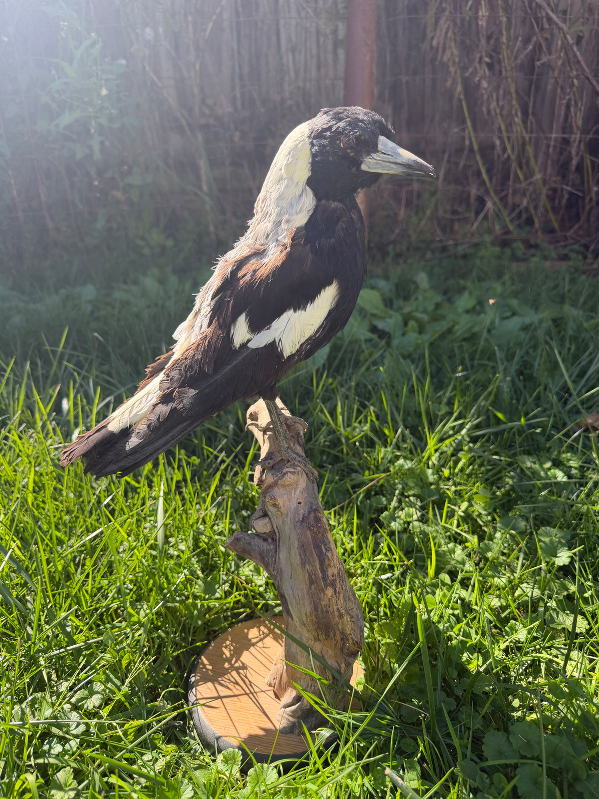 Australian Magpie Taxidermy