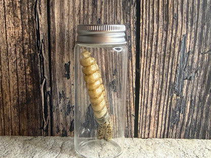 Dry Preserved Rattlesnake Tail Curio Vial