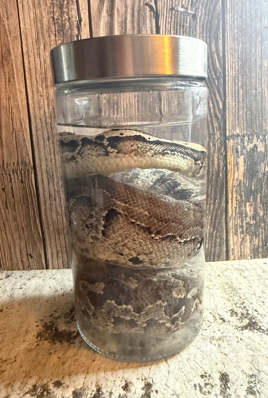 Blood Python Wet Specimen