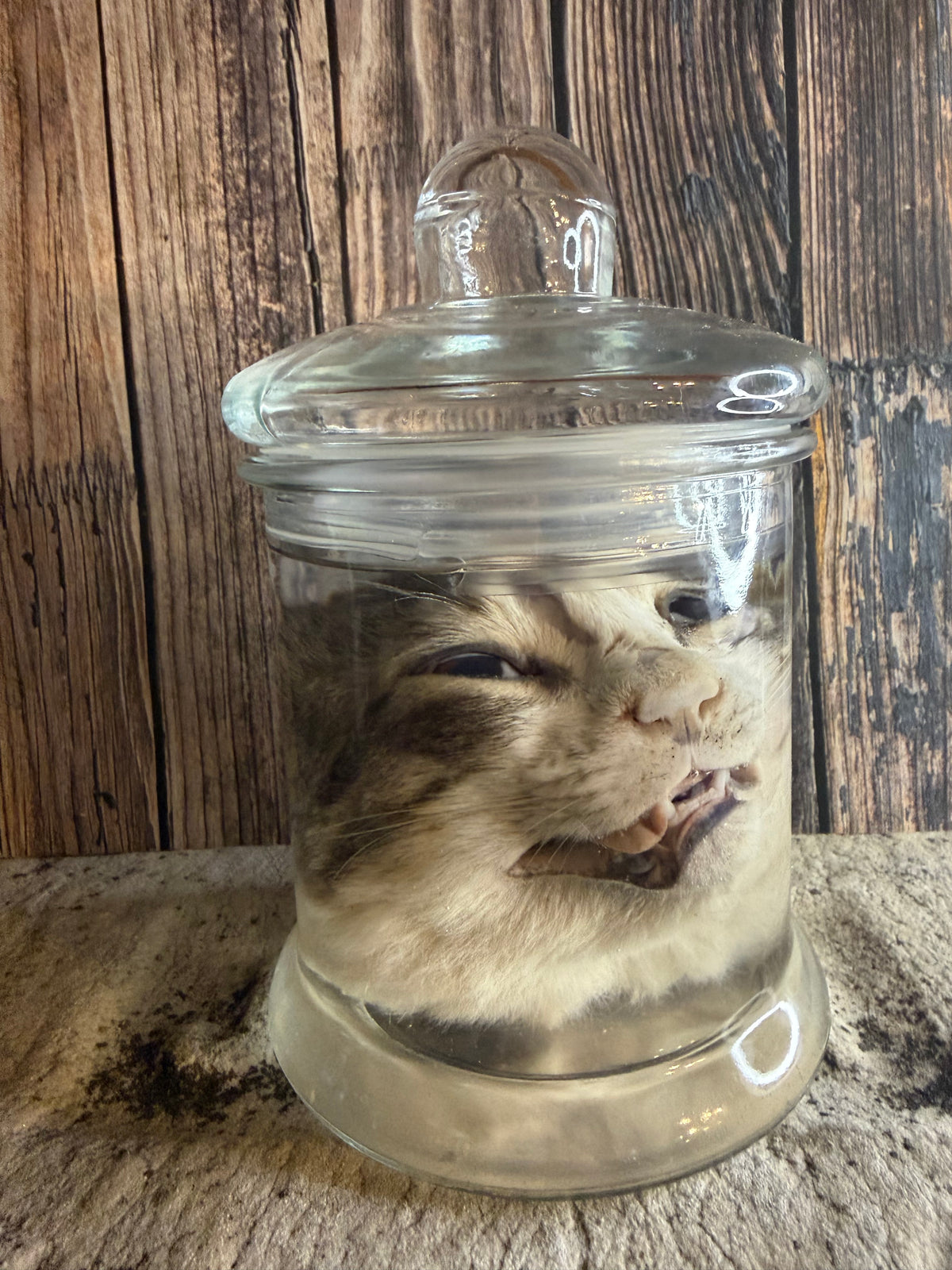 Tom Cat Head Wet Specimen