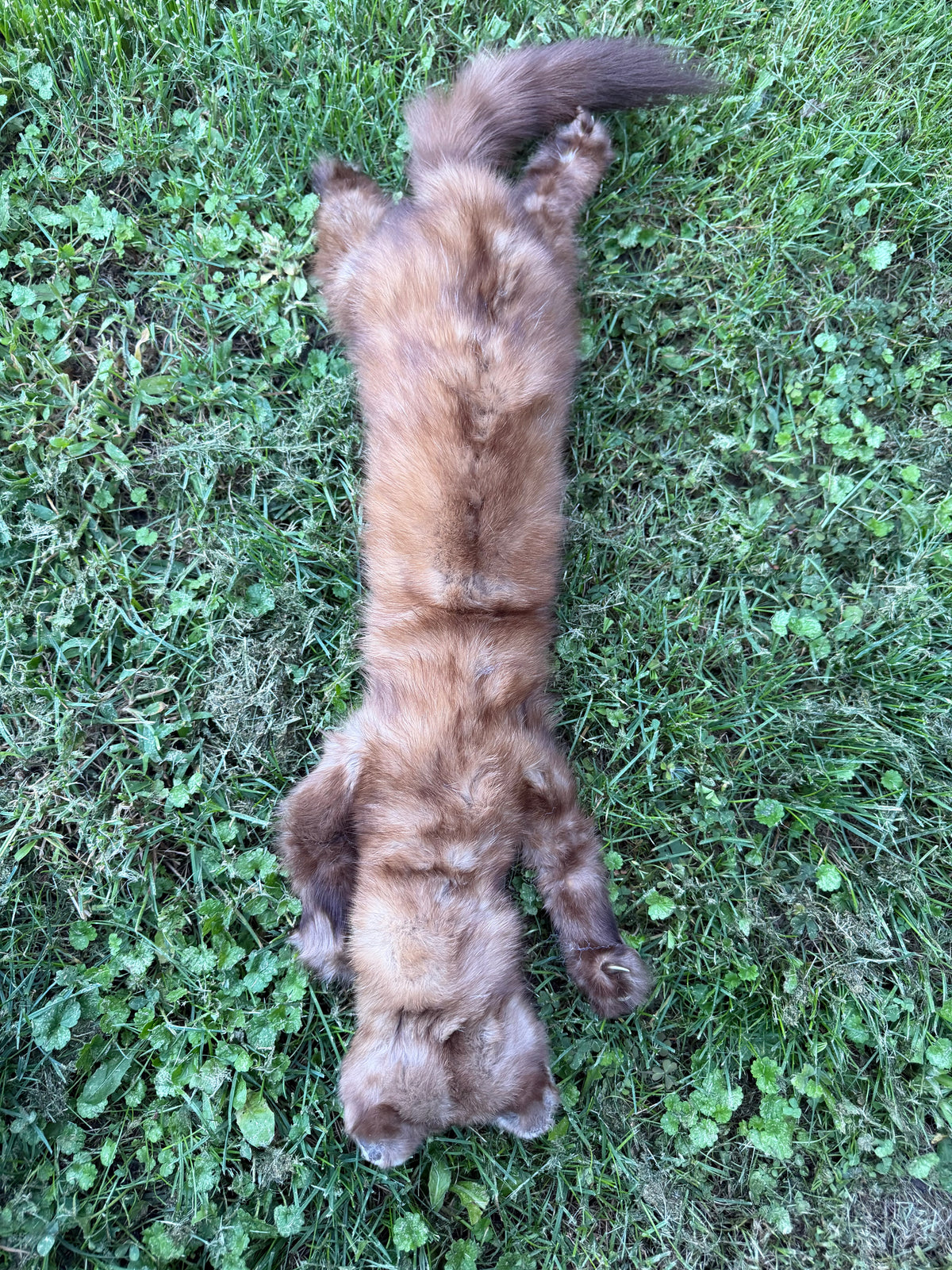 Pine Marten Soft Mount