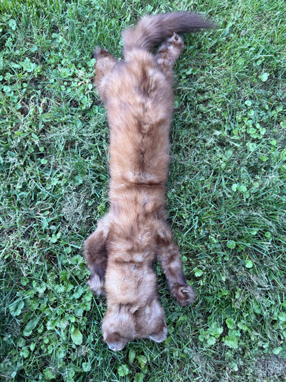Pine Marten Soft Mount