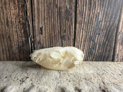 Tiny Virginia Opossum Skull