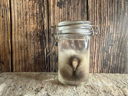 Domestic Cat 'Family Jewels' Penis & Testicles Wet Specimen