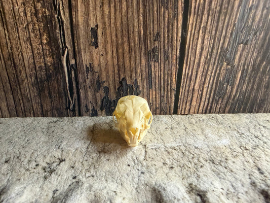 Tiny Rabbit Skull