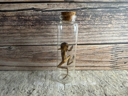 Dry Preserved Frog (Imperfect)