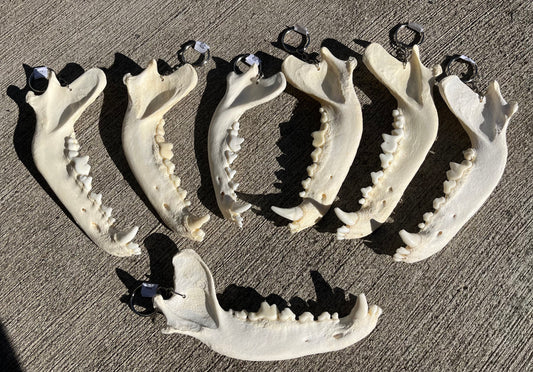 Domestic Dog Jawbone Keychain