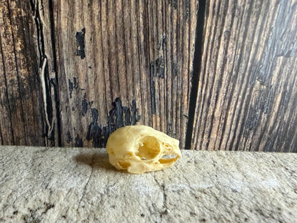 Tiny Rabbit Skull