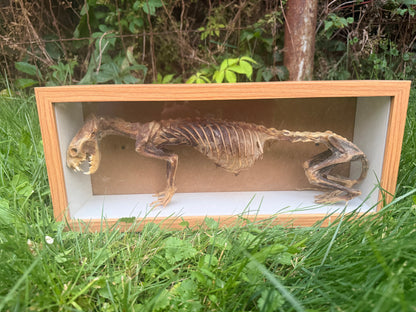 Mummified Ferret Shadowbox