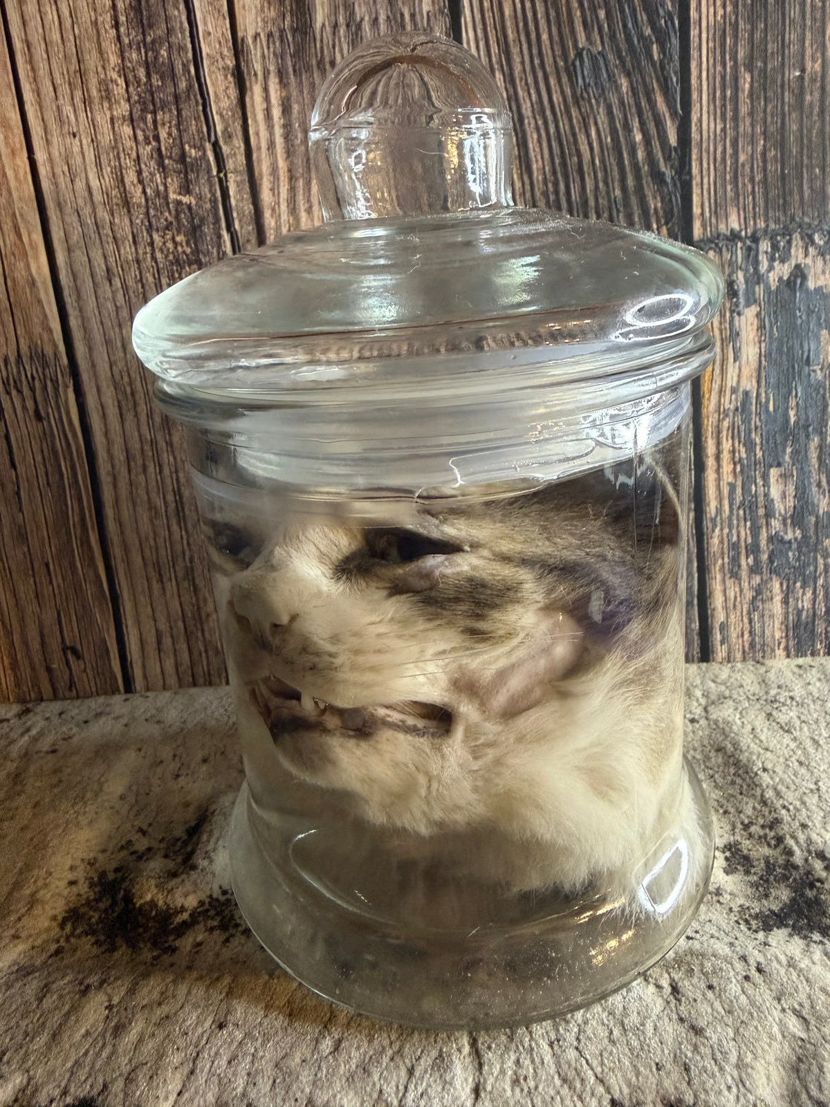 Tom Cat Head Wet Specimen