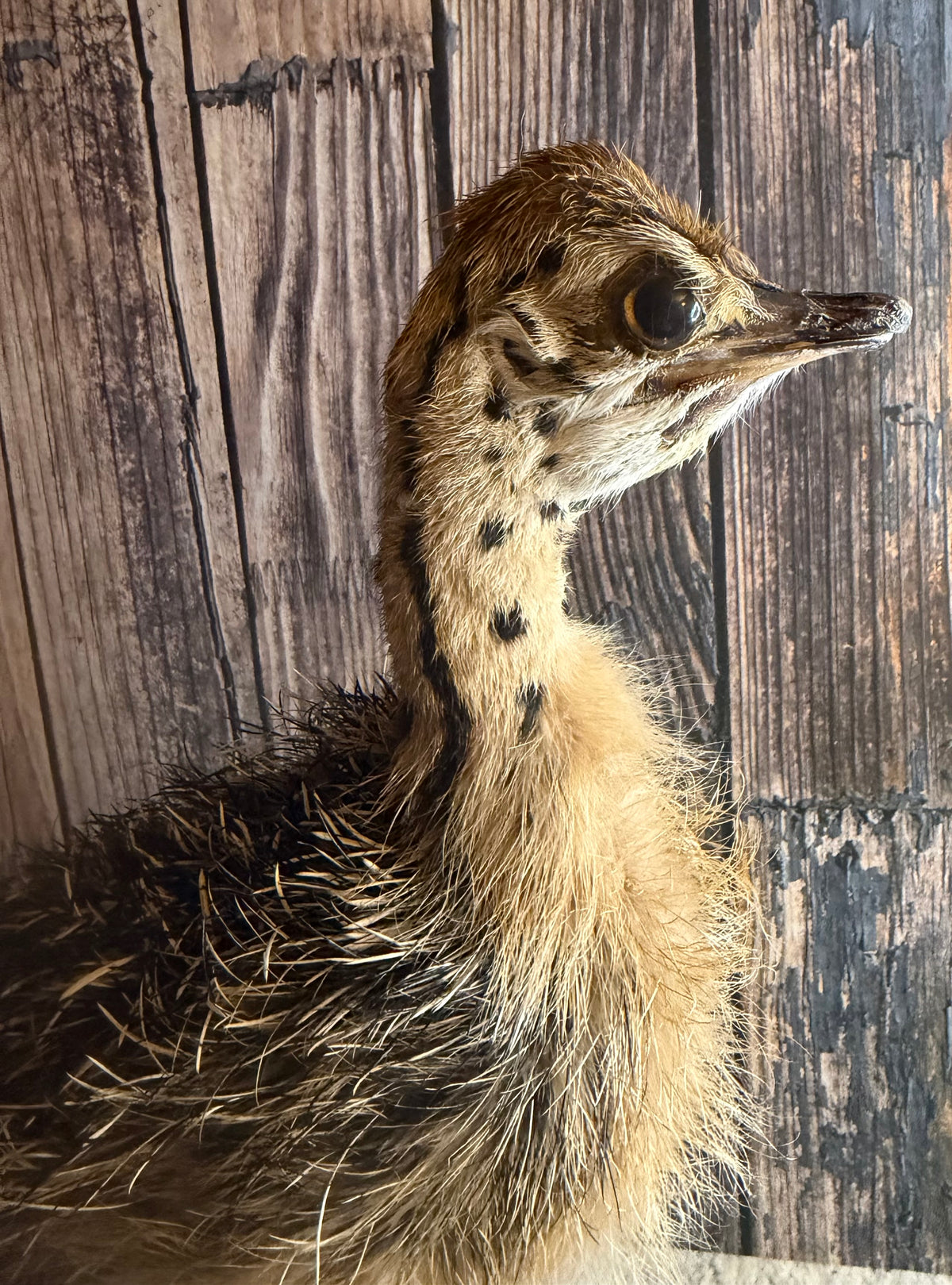 Taxidermy Ostrich Chick