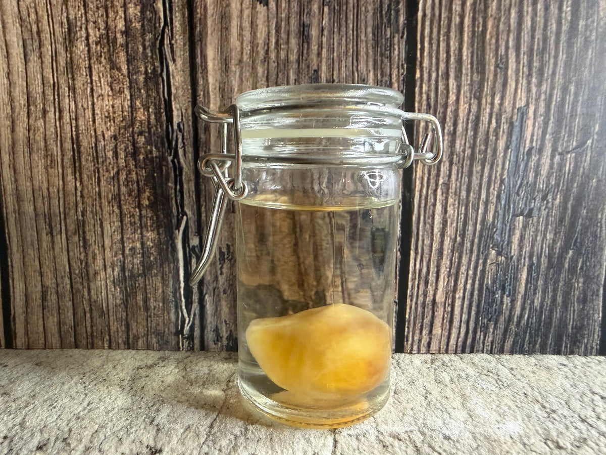 Western Diamondback Rattlesnake Egg Specimen