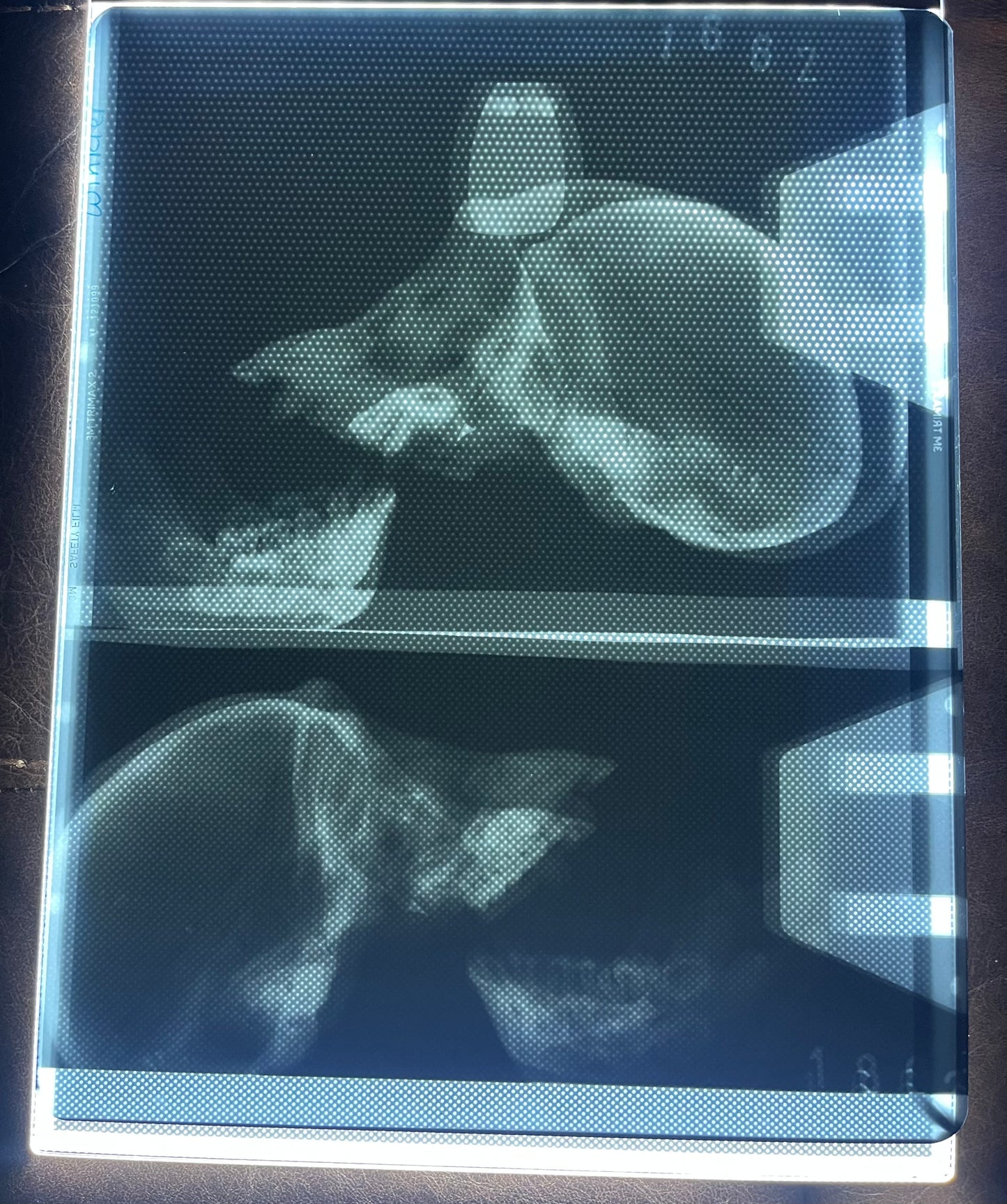 Primate Skull X-Ray