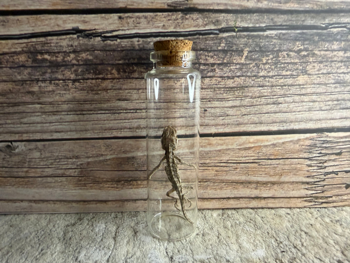 Dry Preserved Bearded Dragon